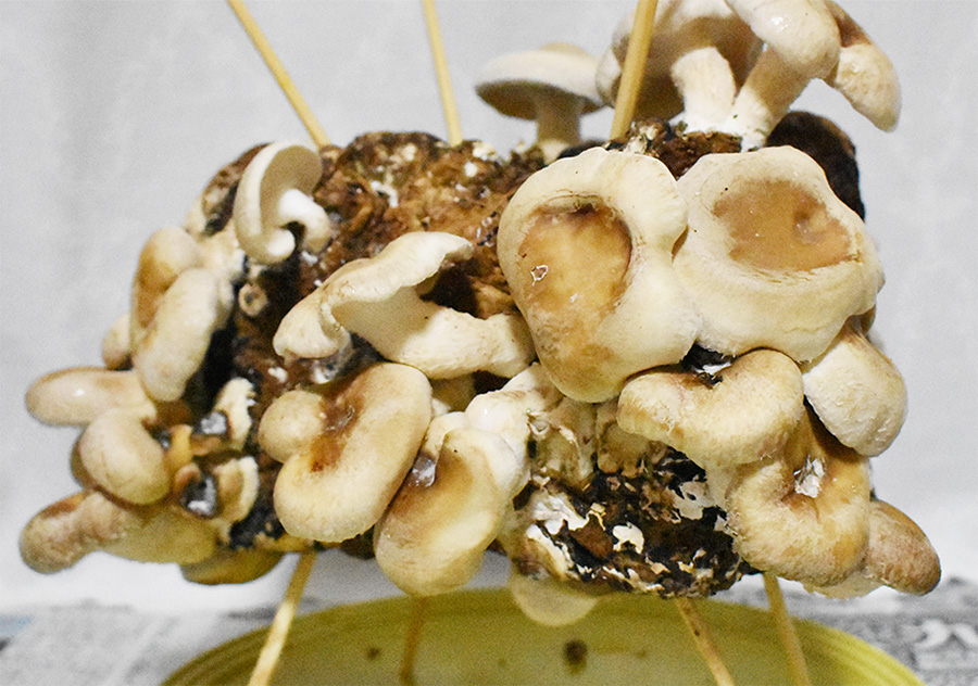 しいたけサンプル